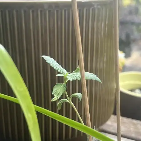 Mini Balkon 2025 #3 Gorilla Glue Auto