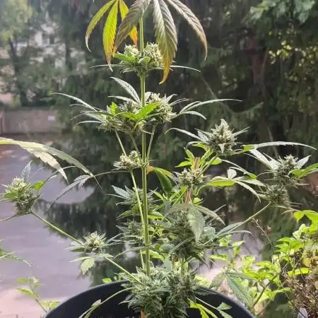Mini Balkon 2025 #2 Chocolope