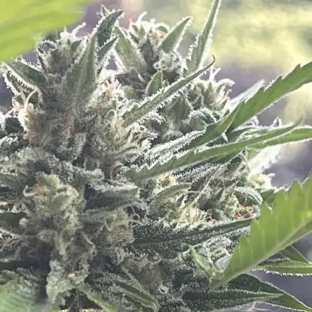 Mini Balkon 2025 first grow