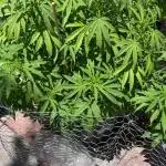 Og kush royal queen seeds