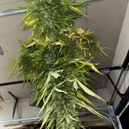 Keepers OG Auto / CBD Lemon Auto