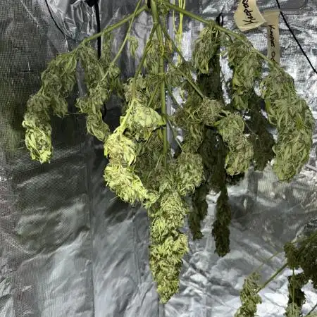 Keepers OG Auto / CBD Lemon Auto