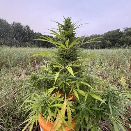 Keepers OG Auto / CBD Lemon Auto