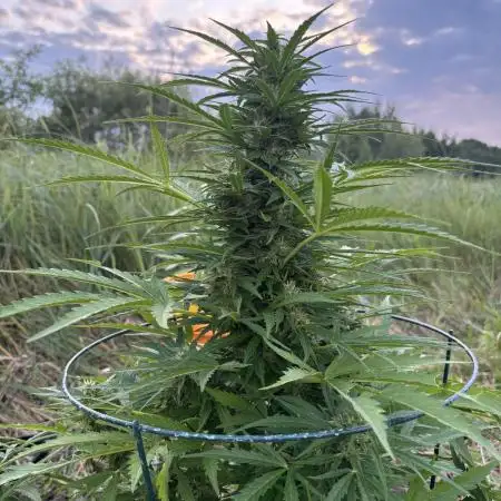 Keepers OG Auto / CBD Lemon Auto