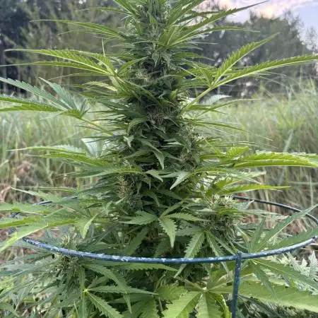 Keepers OG Auto / CBD Lemon Auto