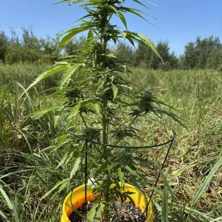 Keepers OG Auto / CBD Lemon Auto