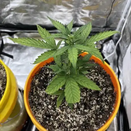 MobyDick Auto & Gorilla Zkittlz Auto