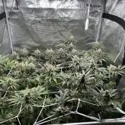 RQS F1 Fem