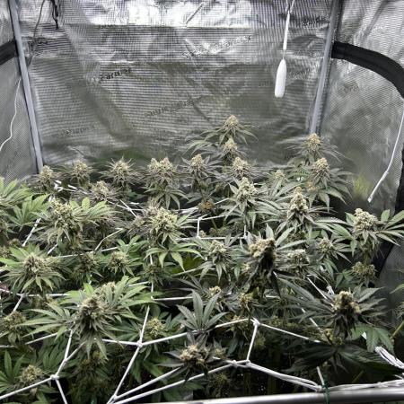 RQS F1 Fem