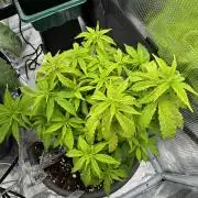 4th grow.Shining Silver Haze RQS