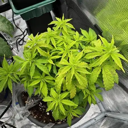4th grow.Shining Silver Haze RQS