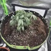 Gorilla zkittlez Barney's farm