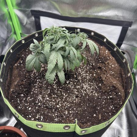 Gorilla zkittlez Barney's farm