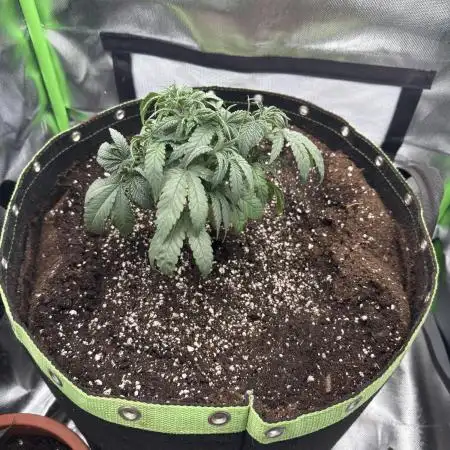 Gorilla zkittlez Barney's farm
