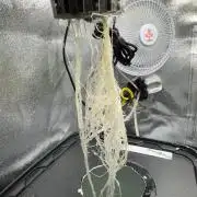 7th grow 1st HYDRO! Blue gelato by RQS