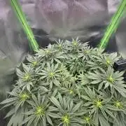 RQS White Widow 3Rd grow (low Budget)