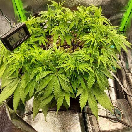 RQS White Widow 3Rd grow (low Budget)