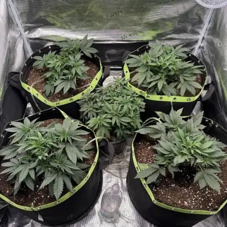 Second indoor grow!