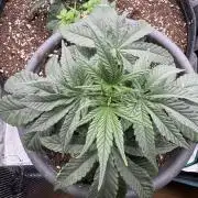 Gorilla zkittlez Barney's farm