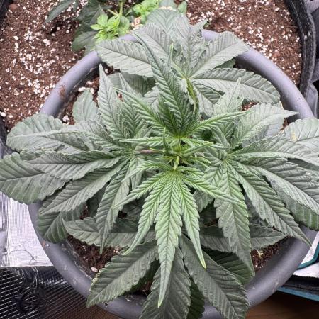 Gorilla zkittlez Barney's farm