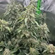 Gorilla zkittlez Barney's farm