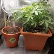 4th grow.Shining Silver Haze RQS