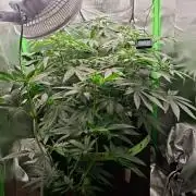 Gorilla zkittlez Barney's farm