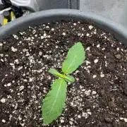 Mimosa evo Mother plant