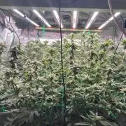 Barney's farm mimosa evo soil grow