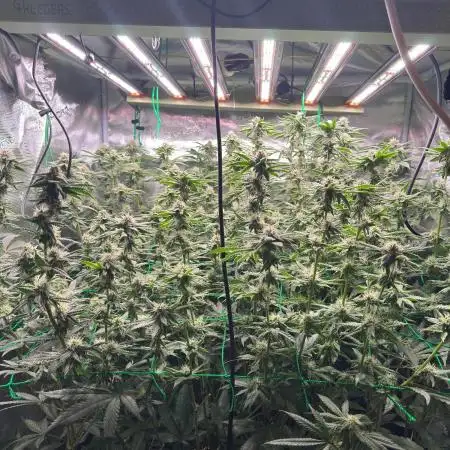 Barney's farm mimosa evo soil grow
