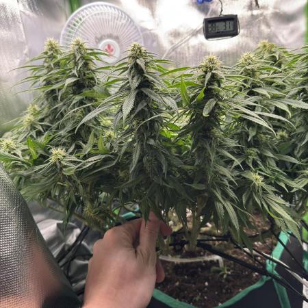 RQS White Widow 3Rd grow (low Budget)