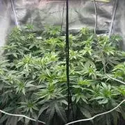 Barney's farm mimosa evo soil grow