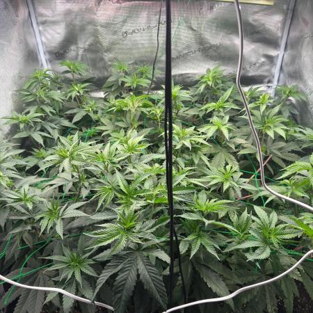 Barney's farm mimosa evo soil grow