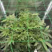 7th grow 1st HYDRO! Blue gelato by RQS