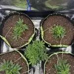 Second indoor grow!