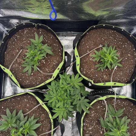 Second indoor grow!