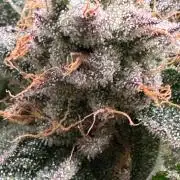 Barney's farm mimosa evo soil grow