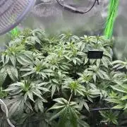 Gorilla zkittlez Barney's farm