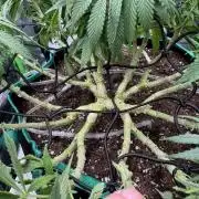 RQS White Widow 3Rd grow (low Budget)