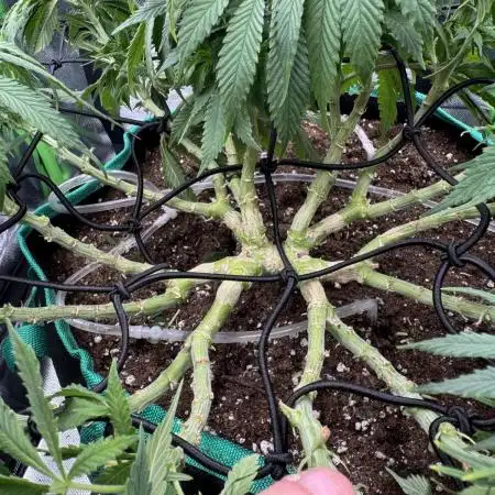 RQS White Widow 3Rd grow (low Budget)