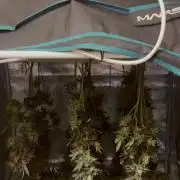 Barney's farm mimosa evo soil grow