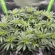 RQS White Widow 3Rd grow (low Budget)