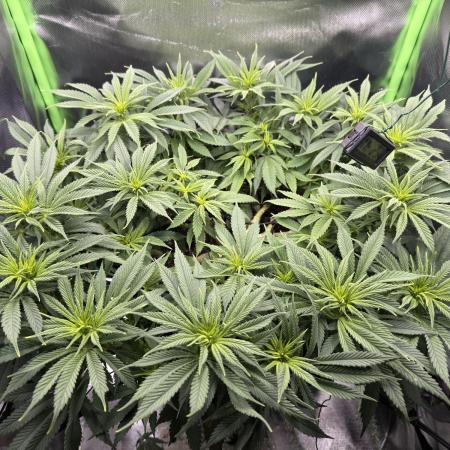 RQS White Widow 3Rd grow (low Budget)