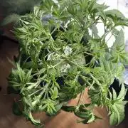 7th grow 1st HYDRO! Blue gelato by RQS