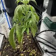 6th grow royal skywalker by RQS