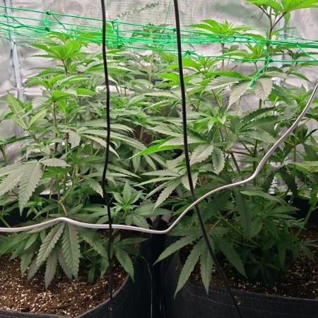Barney's farm mimosa evo soil grow
