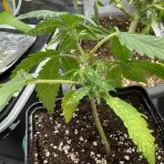 6th grow royal skywalker by RQS