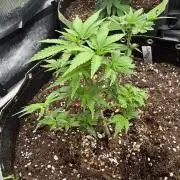 5th grow Biscotti by RQS