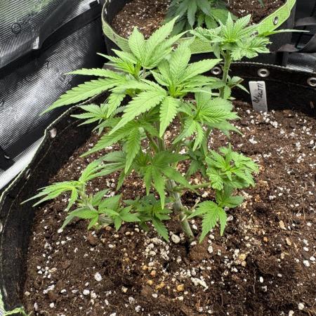 5th grow Biscotti by RQS