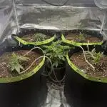 Second indoor grow!